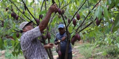 Productores de cacao mejoran su producción al recibir asistencia técnica del MAGA 