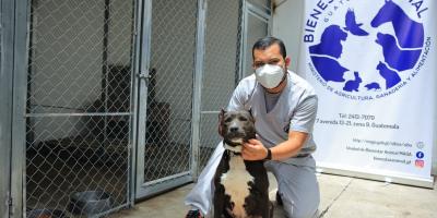 El MAGA llama a garantizar el bienestar animal ante el descanso de Semana Mayor