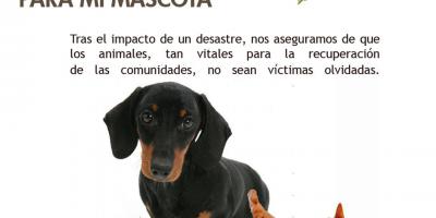 CONRED recomienda elaborar el Kit de Emergencias para Mascotas. 