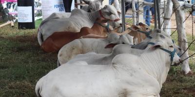 Petén intensifica acciones para mejorar genética bovina y el comercio