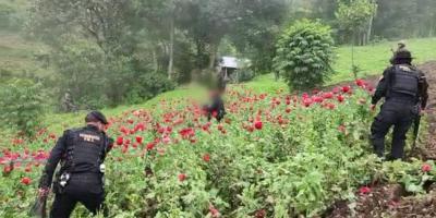 Destruyen plantaciones ilícitas en San Marcos