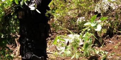 Destruyen plantaciones de ilícitos en Livingston, Izabal