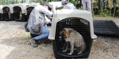 Decenas de perros rescatados en un refugio de Puerto Barrios