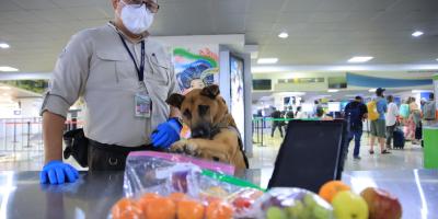 Día Regional de la Sanidad Agropecuaria: destacan decomisos realizados por unidades caninas en Guatemala