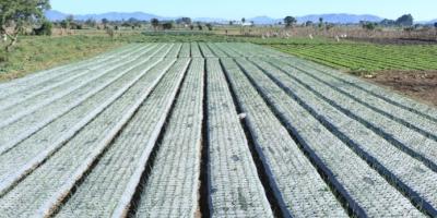 MAGA previene al sector agropecuario por ingreso de frentes fríos 