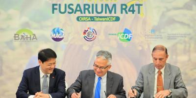 Firman convenio para prevenir el Fusarium en las plantaciones de banano y plátano