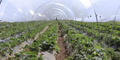 MAGA emite recomendaciones al sector agropecuario por ingreso de heladas