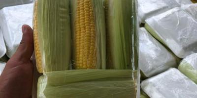 Productores de hortalizas en Jutiapa sacan provecho del moderno centro de acopio