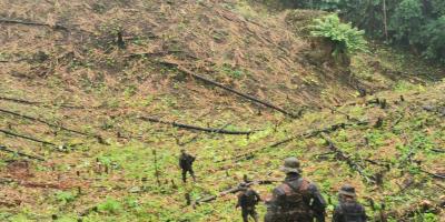 Fuerzas de Tierra del Ejército localizan plantaciones de coca y marihuana en Petén.
