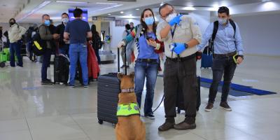 Guatemala refuerza medidas fitosanitarias para prevenir el hongo Fusarium