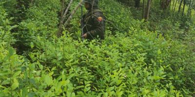 Ejército de Guatemala erradicó 1,037,871 arbustos de coca, en lo que va del 2023.