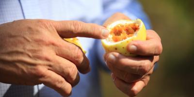 Jutiapa busca mejorar la producción de Maracuyá 