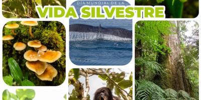 Vida silvestre