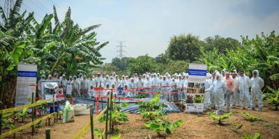 Mejoran capacidades para prevenir hongo que afecta al banano y plátano