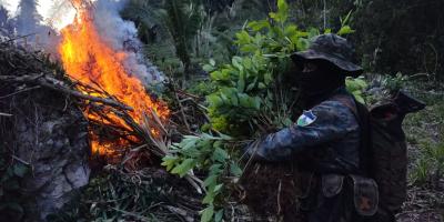 Ejército de Guatemala erradicó 1,001,402 arbustos de hoja de coca en Petén.