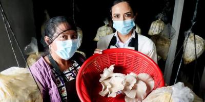 Mujeres productoras de hongos en Totonicapán son motivadas a financiar su emprendimiento