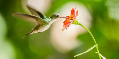 diversidad biológica