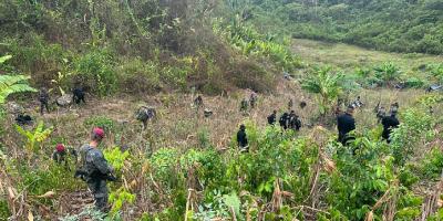 Ejército de Guatemala erradicó 6 millones de arbustos de coca en lo que va del 2023.