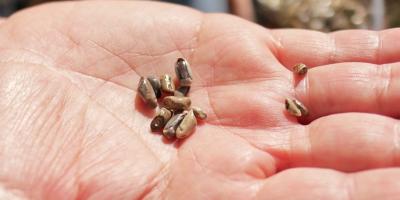 CONAP maíz silvestre