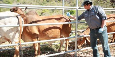 Un total de 5 mil dosis contra la rabia bovina serán aplicadas en Baja Verapaz