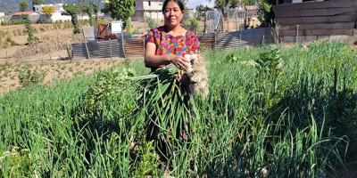 Productores de cebolla reciben semilla híbrida para sus siembras