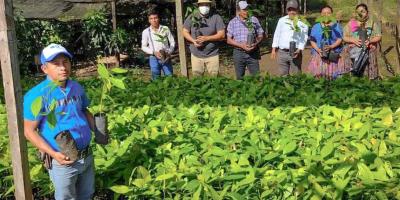 Trabajan para mejorar cosecha de cacao petenero