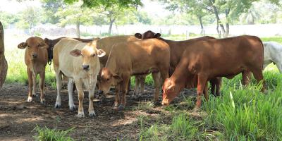 Evalúan bovinos en Petén para mejorar producción ganadera
