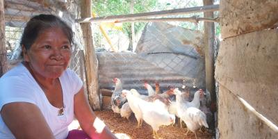 Fortalecen producción avícola en Petén