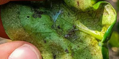 Monitorean plantaciones de limón en Petén
