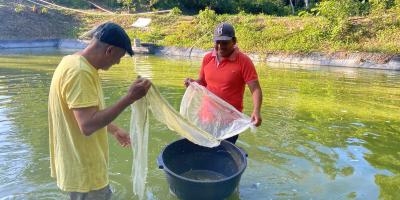 Crece producción de alevines en Petén