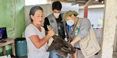 Guatemala fortalecerá acciones preventivas para evitar gripe aviar