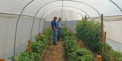 Mejoran cultivos de tomate y chile en San Diego, Zacapa
