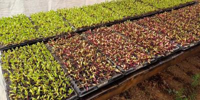 Monitorean producción de pilones de hortalizas en Totonicapán