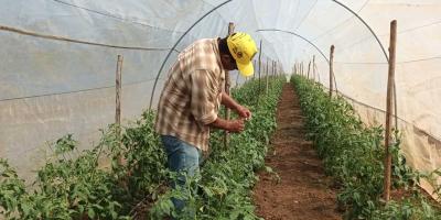 Potencian cultivos de tomate en Petén