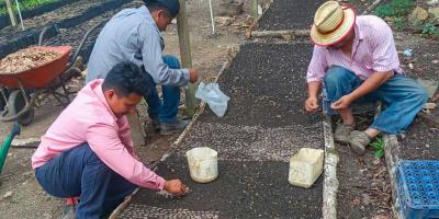 Producirán 400 mil plántulas forestales