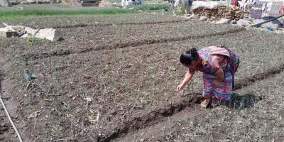 Productoras de cebolla reciben apoyo técnico para la implementación de parcelas de aprendizaje