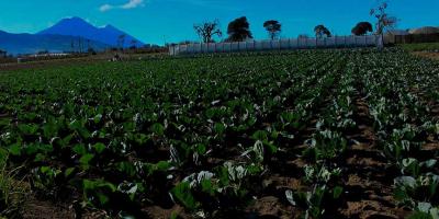 El eclipse solar y sus impactos en el sector agropecuario