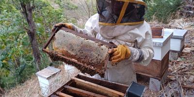 Conociendo el MAGA: Departamento de Apicultura