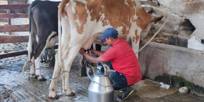 Conociendo el MAGA: Dirección de Desarrollo Pecuario y el apoyo a los productores de leche