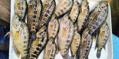 Efectúan monitoreo biológico en el lago de Amatitlán para garantizar la pesca sostenible