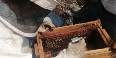 Fortalecen capacidades productivas de apicultoras y apicultores de Petén