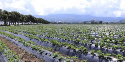 Recomendaciones al sector agropecuario por altas temperaturas registradas