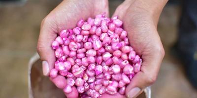 Semillas de maíz mejoradas: adaptables a situaciones climáticas y resistentes a plagas