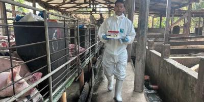 Vigilancia sanitaria porcina beneficia a comunidades de Petén