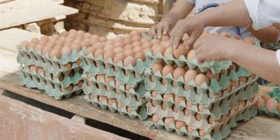 Avicultores son capacitados para mejorar producción en Petén