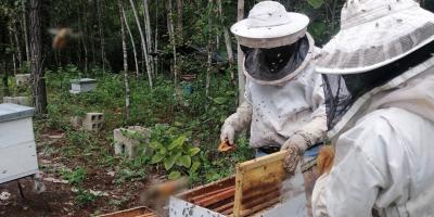 Buscan incrementar producción de miel