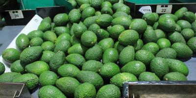 Conozca las características de las variedades de aguacate guatemalteco