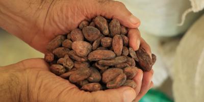 Convocatoria a participar en el concurso nacional de la calidad del cacao y el chocolate