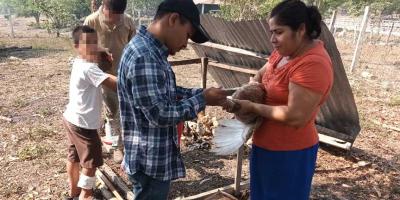 Impulsan salud aviar con vacunación en Petén