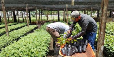 Avanza la entrega de plántulas forestales en Petén